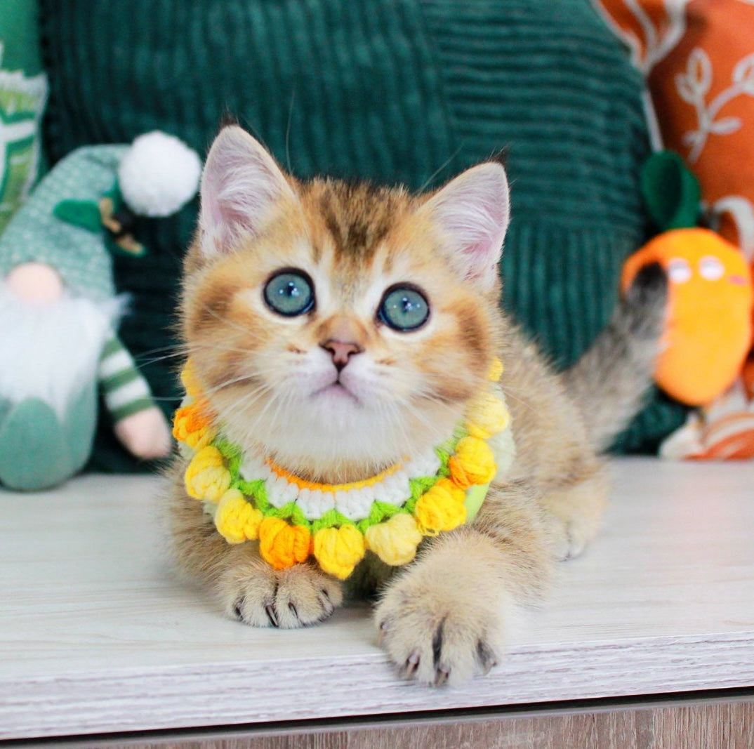 Quincy British Shorthair male, black golden ticked tabby
