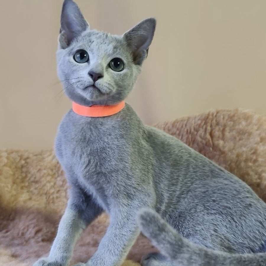 Les Russian Blue male, blue
