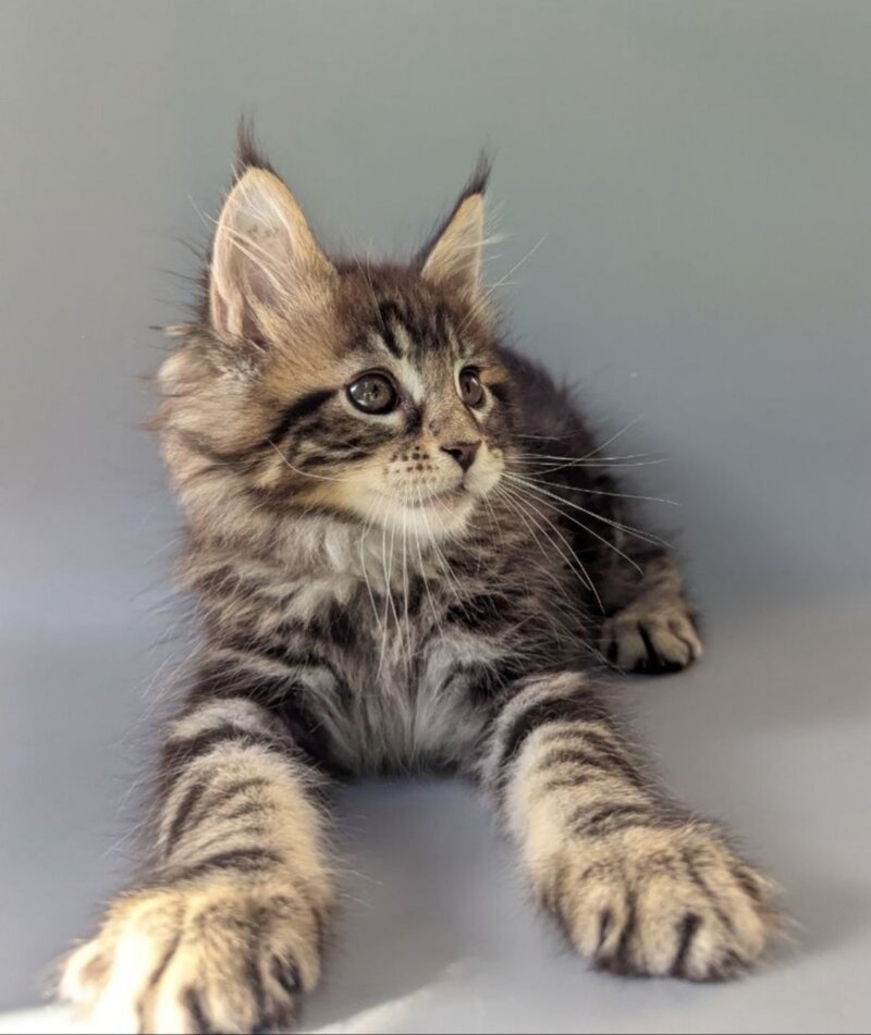Harold Maine Coon male black tabby - live animals