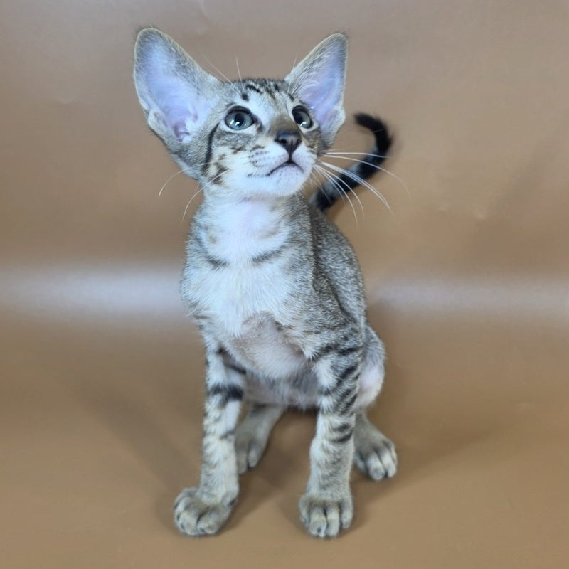 Yukio Oriental Shorthair male, black spotted tabby