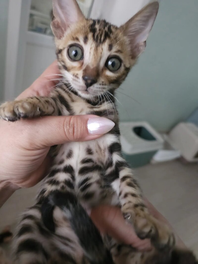 Tomagochi Bengal male black spotted tabby - live animals