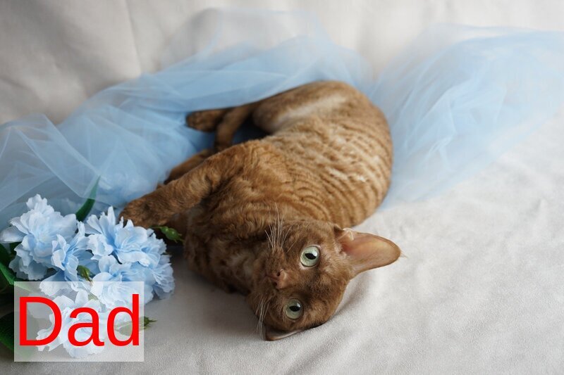 Oniks Devon Rex male, black