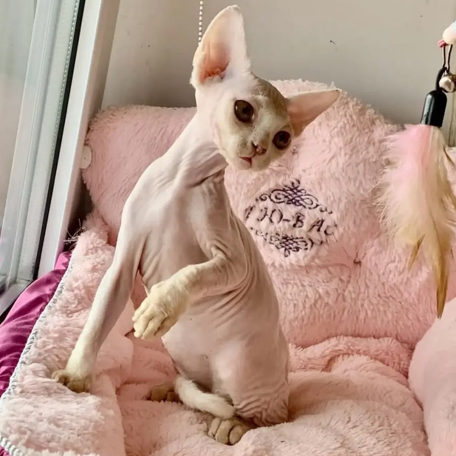 Zosya Devon Rex female, white