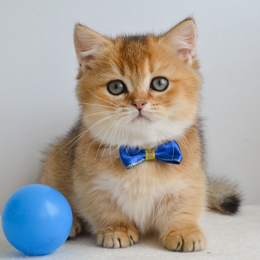 Ivar Munchkin male, black golden ticked tabby