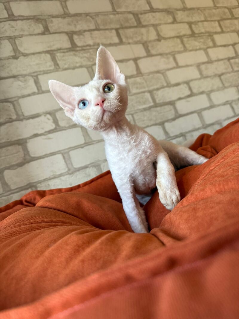 Arahis Devon Rex male, white