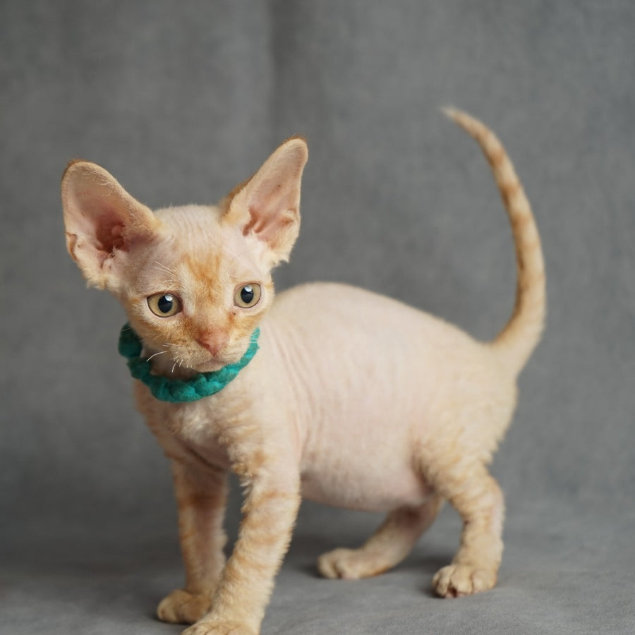 Pikachu Devon Rex male, red