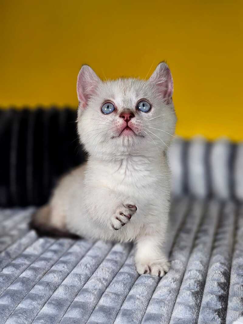 Michael Munchkin male, blue pointed tabby