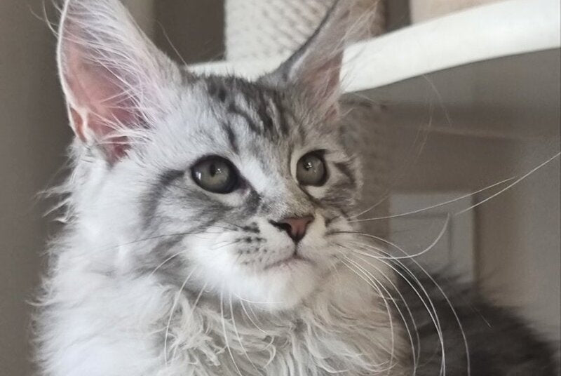Dafna Maine Coon female black silver tabby - live animals