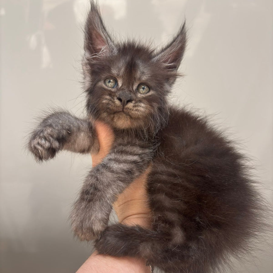 First Maine Coon male, black silver