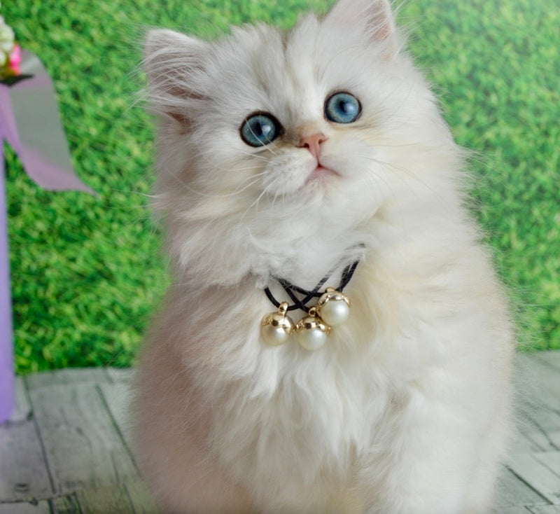 Rina Scottish Straight female black silver shaded - live animals