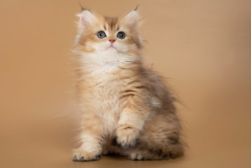 Emerald British Longhair male, black golden shaded