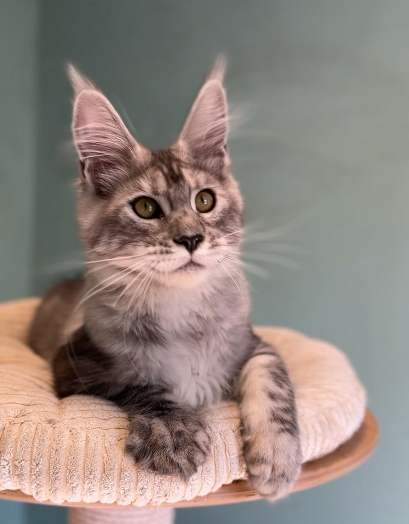Zodiac Maine Coon male, black silver tabby