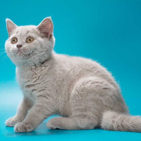 Oriana British Shorthair female, lilac