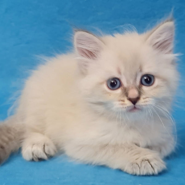 Buddy Siberian male, blue tabby pointed