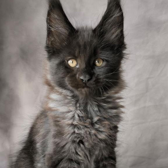 Poseidon Maine Coon male, black