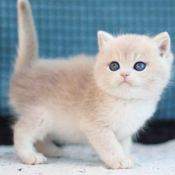 Freddie British Shorthair male, blue golden shaded