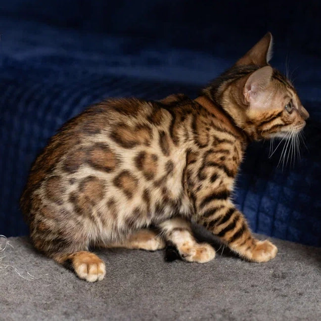 Winston Bengal male, black spotted tabby