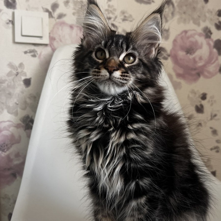 Sebastian Maine Coon male, black tabby