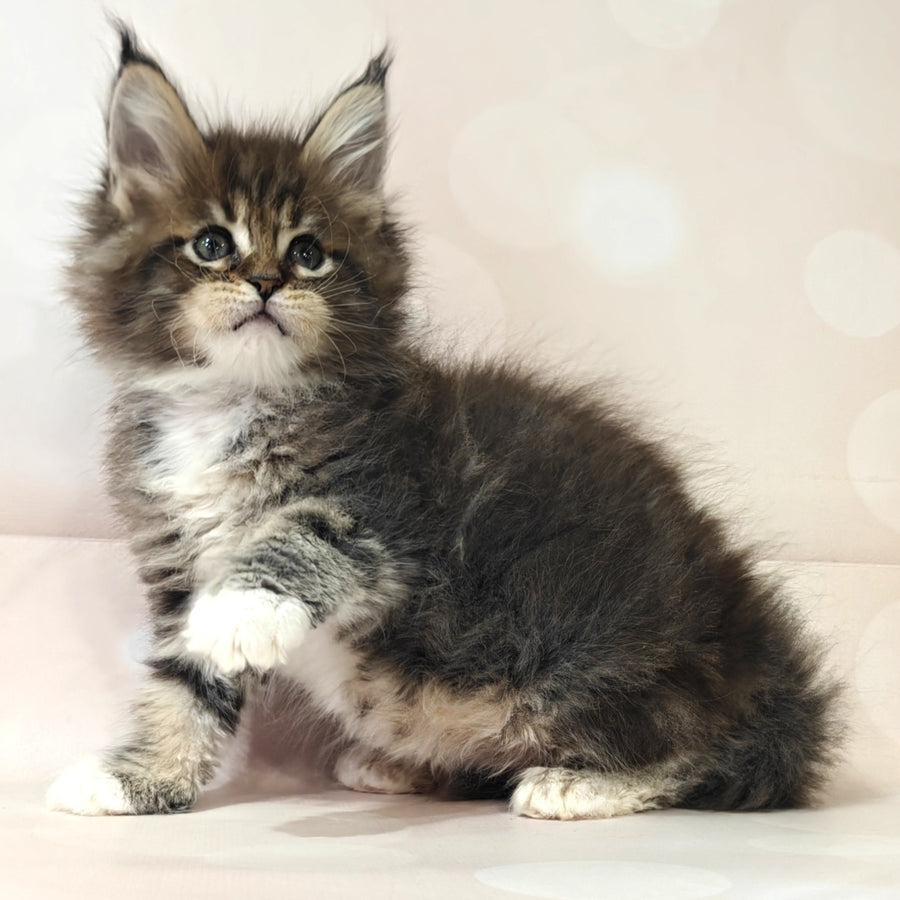 Business Maine Coon female, black tabby with white
