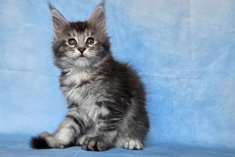 Quetzal Maine Coon female, black silver ticked tabby
