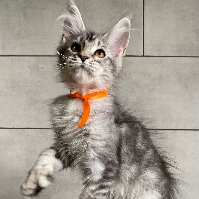 Ulksa Maine Coon polydactyl 6x6x6x6 female, black silver tabby