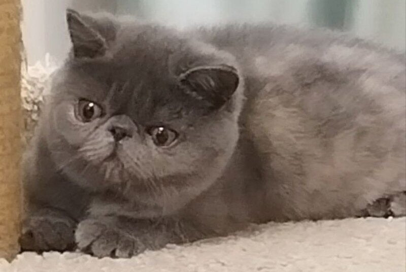 Nifa Exotic female, blue tortie
