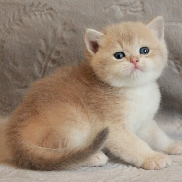 Major British Shorthair male, lilac golden chinchilla
