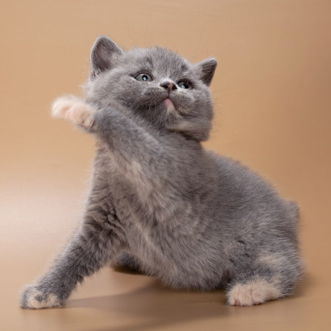 Quimby British Shorthair female, blue tortie