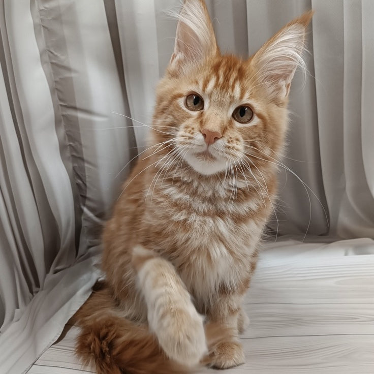 Peter Maine Coon male, red tabby