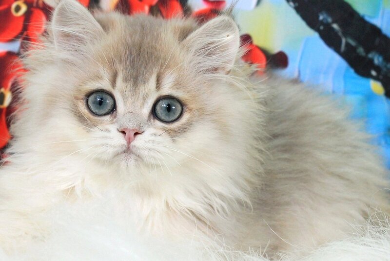 Peach British Longhair male, blue golden shaded