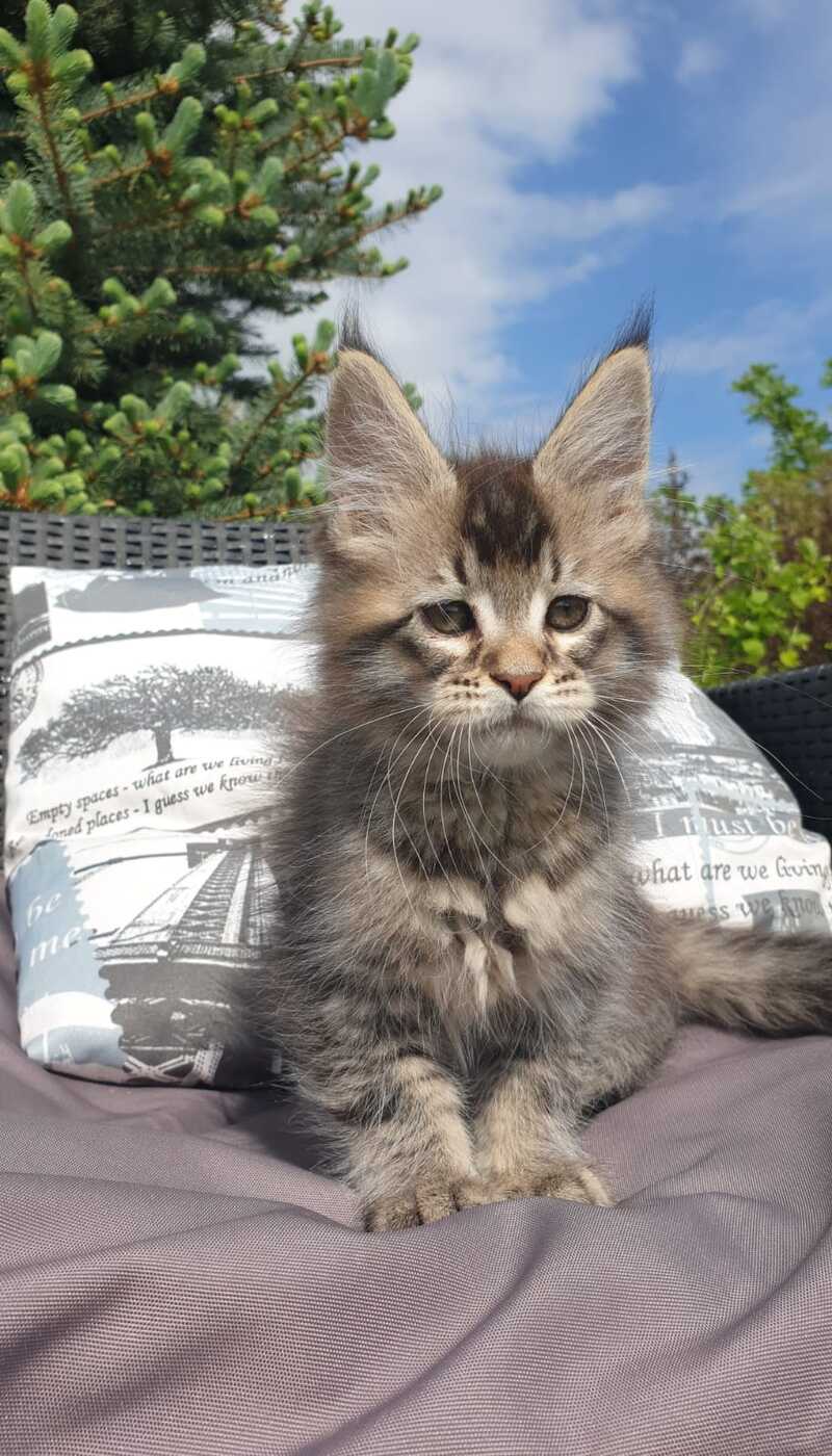 Grace Maine Coon female black ticked tabby - live animals