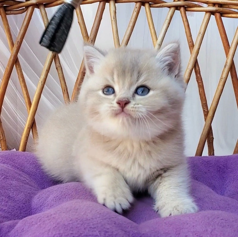 Woody British Shorthair male, lilac golden ticked tabby