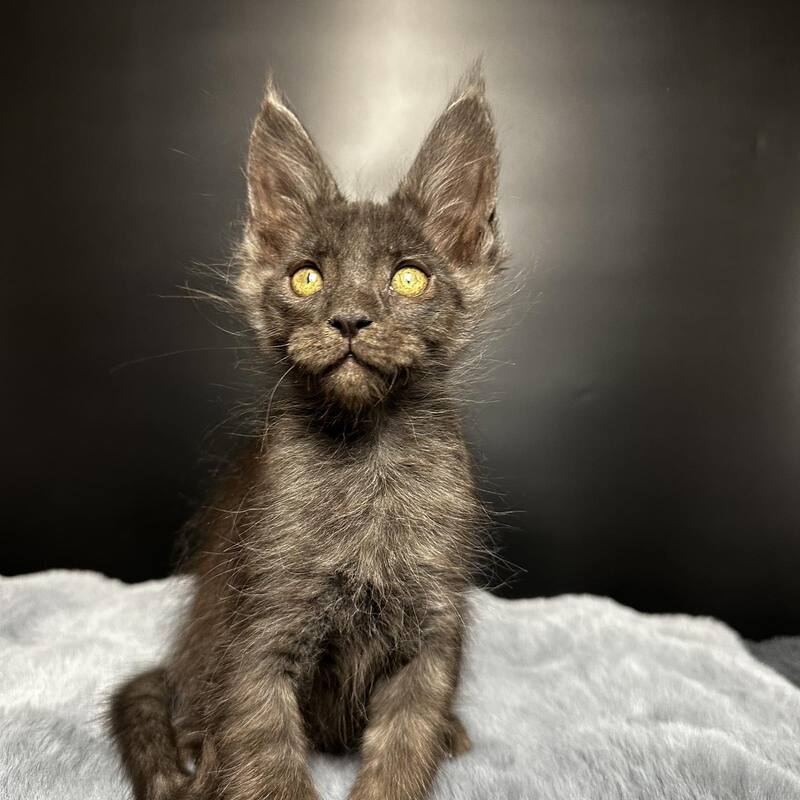 Brendon Maine Coon male black silver - live animals