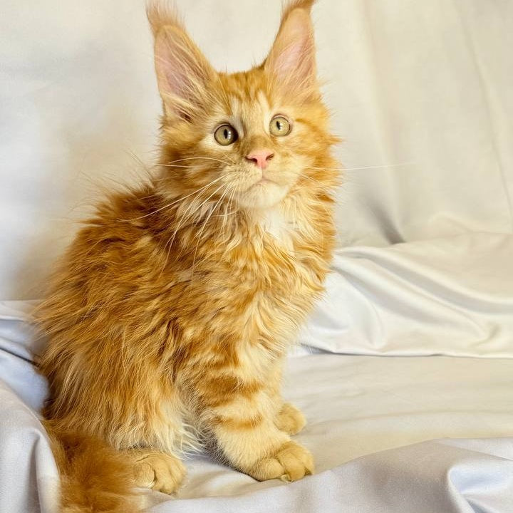 Mufasa Maine Coon polydactyl 6x6x6x6 male, red with white