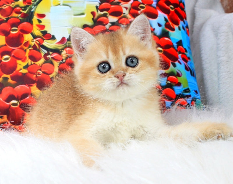 Ricky British Shorthair male, black golden shaded
