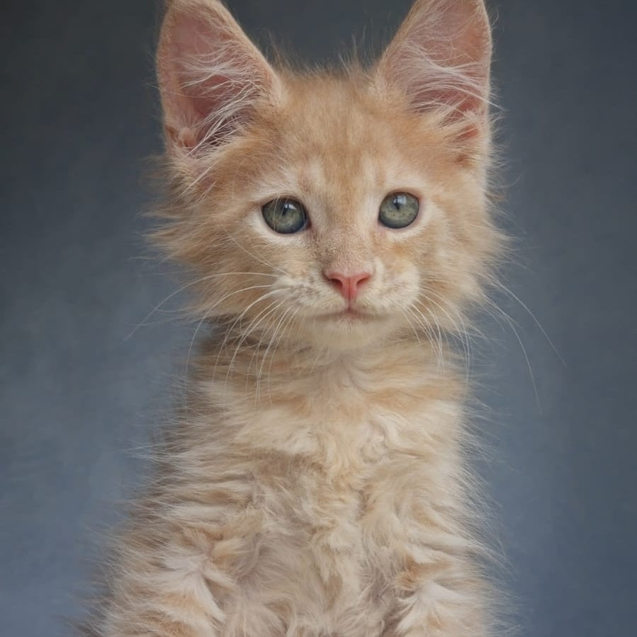 Paul Maine Coon male, cream