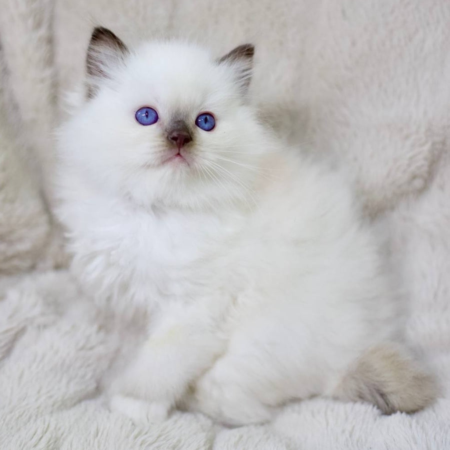 Kimi Ragdoll male, black mitted