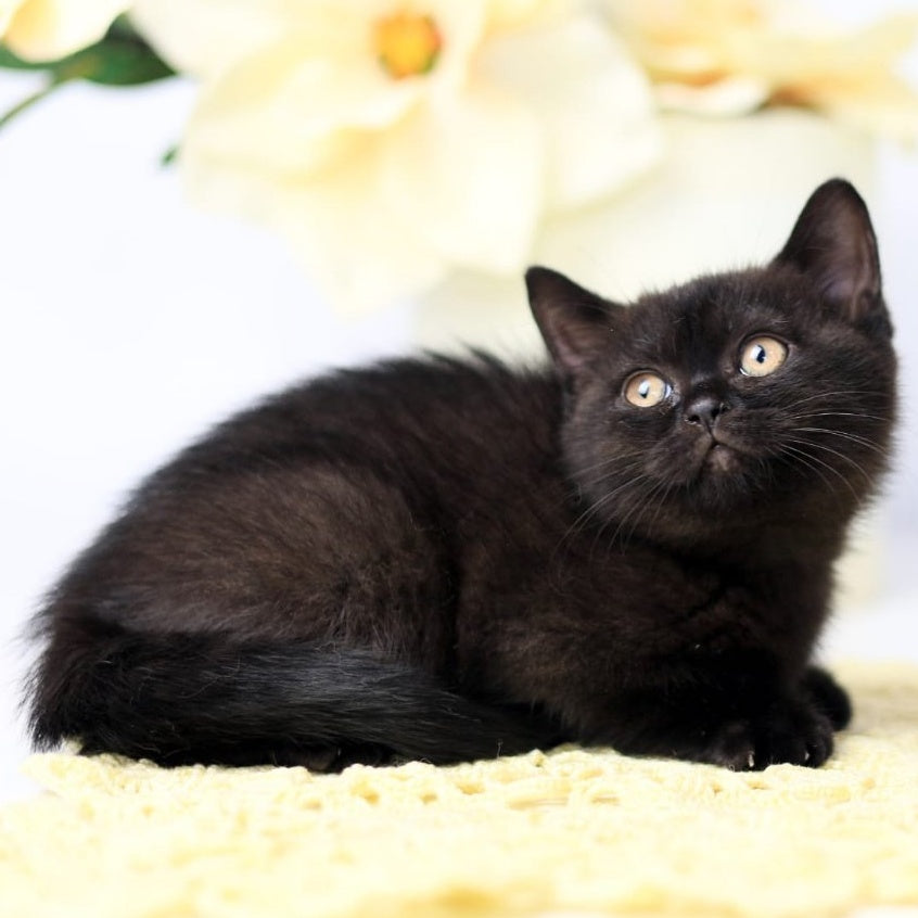 Yanka British Shorthair female, black