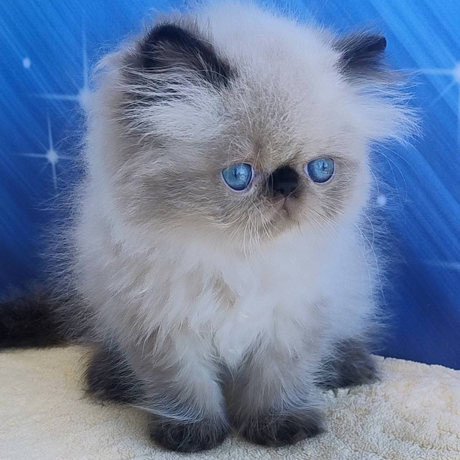 Elsie Persian female, black pointed