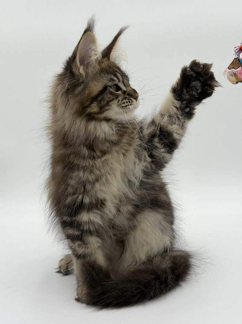 Katran Maine Coon male black tabby - live animals