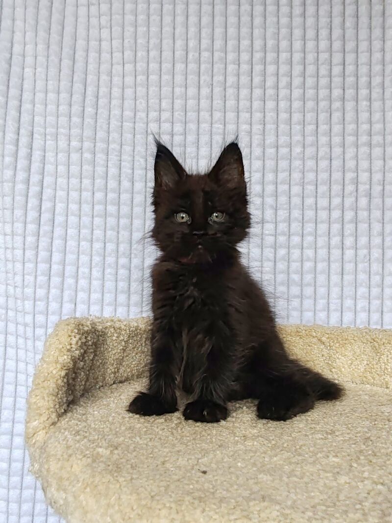 Mars Maine Coon male, black