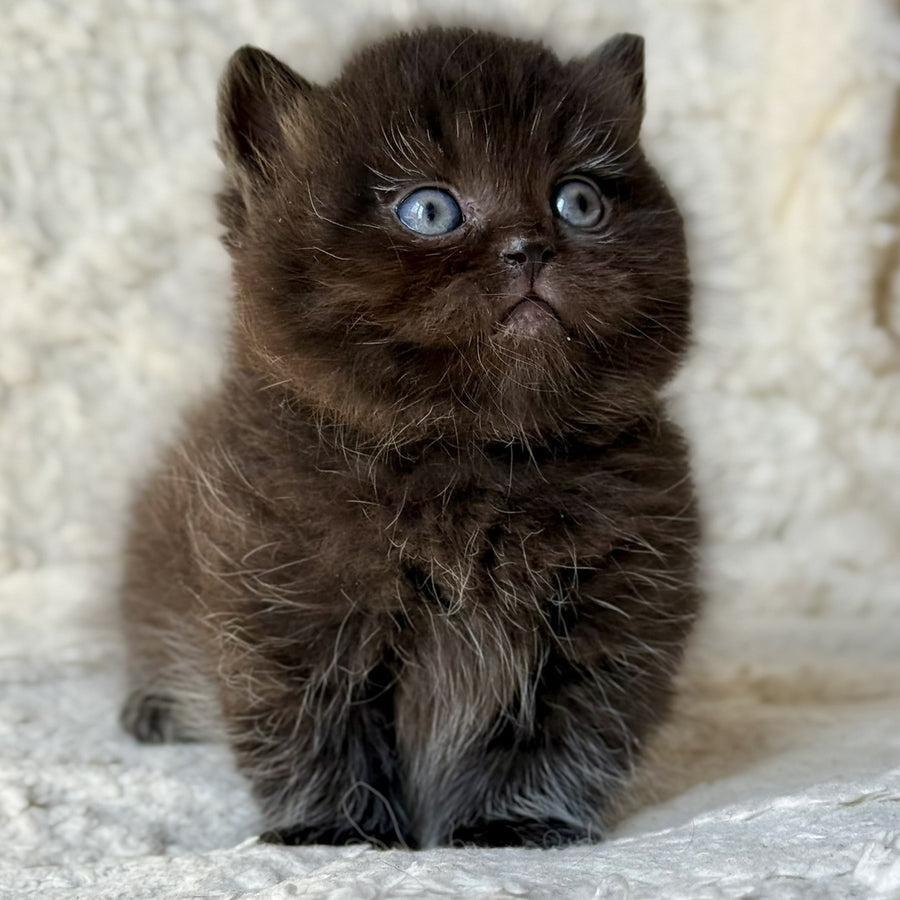 Michael Munchkin male, black
