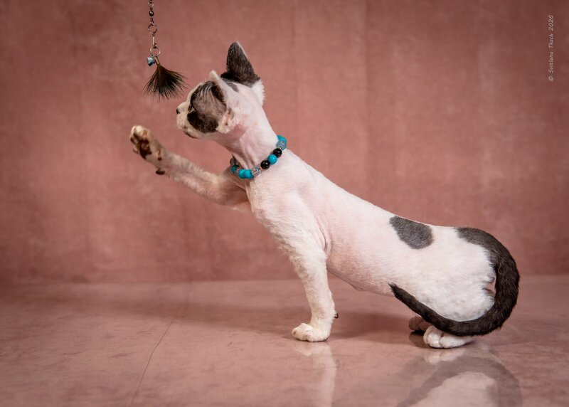 Luke Devon Rex male, black harlequin