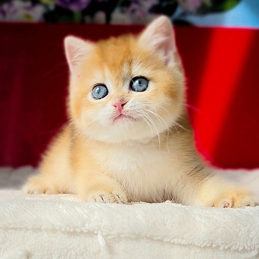Tiffany British Shorthair female, black golden chinchilla