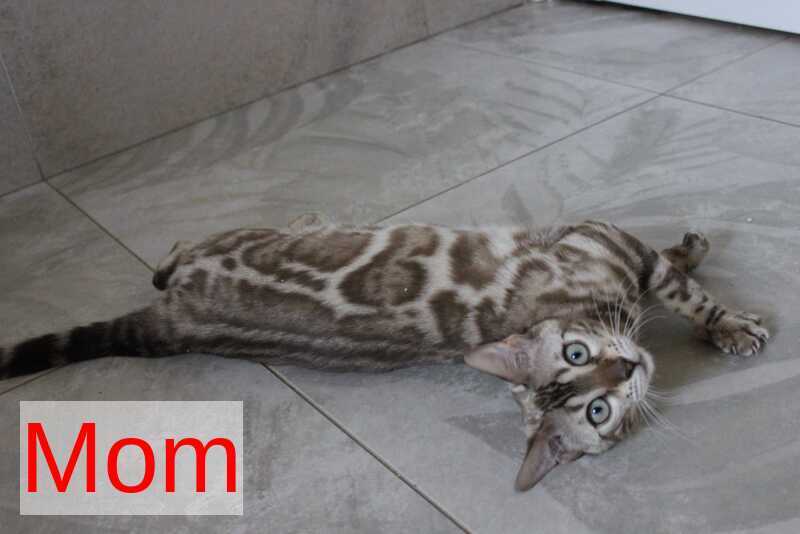 Nutella Bengal female, black pointed
