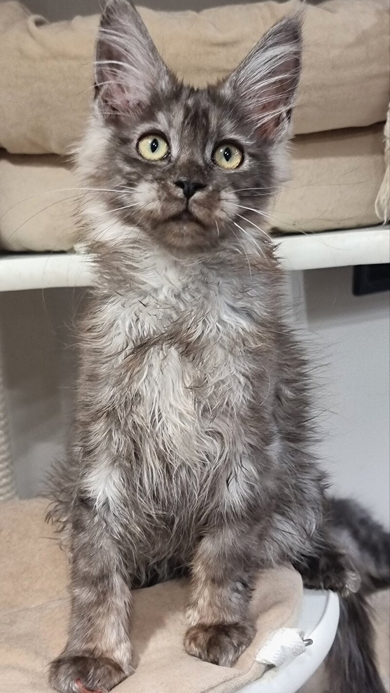 Cassia Maine Coon female black silver - live animals