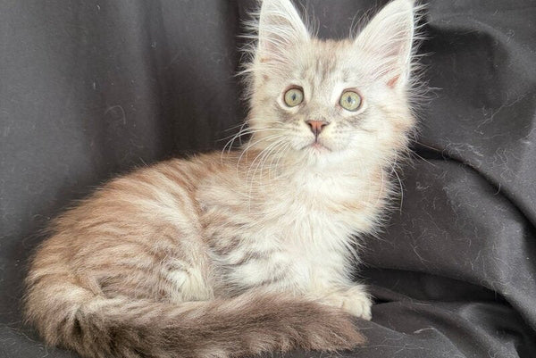 Yanius Maine Coon male black silver tabby - live animals