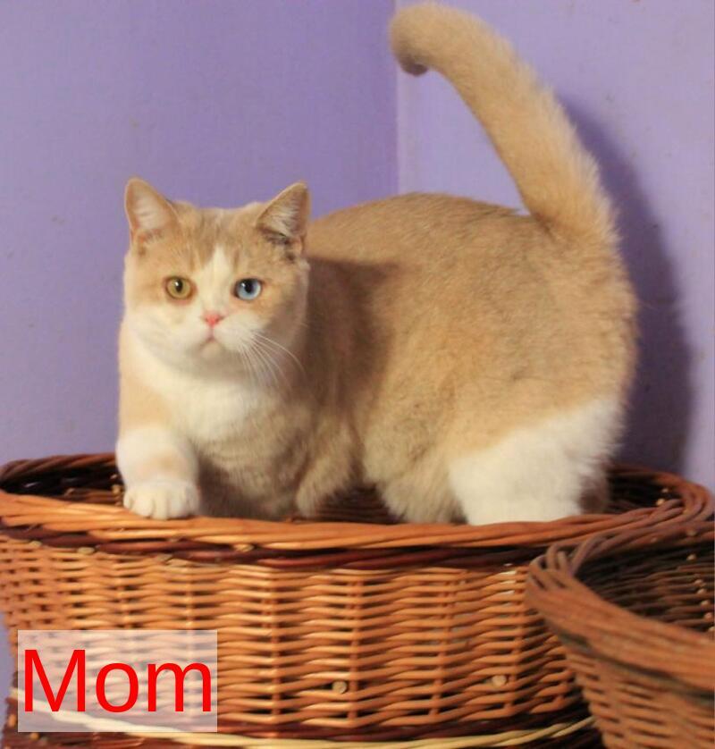 Perla British Shorthair female lilac golden shaded - live animals