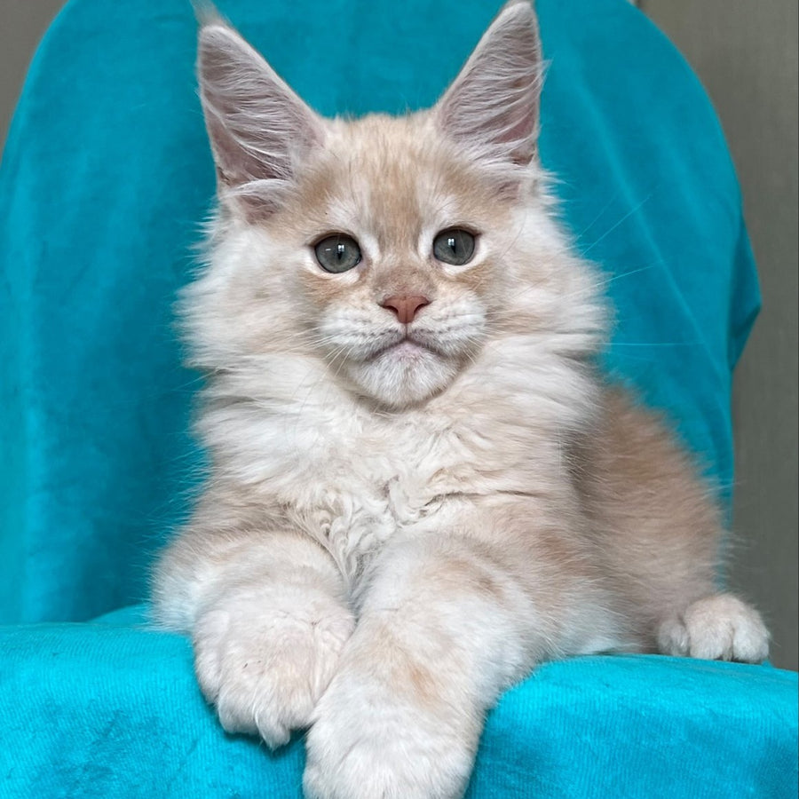 Zlatomir Maine Coon male, red silver