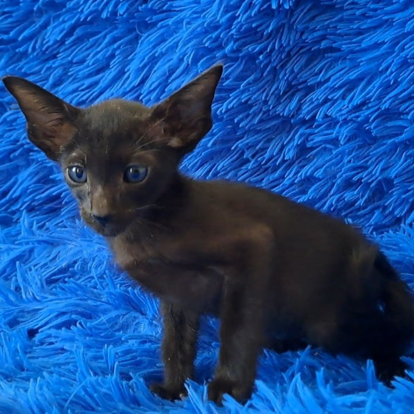 Lotus Oriental Shorthair male, black